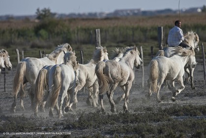 18 04 2011 - Les Saintes Maries de la Mer - Camargue white horses