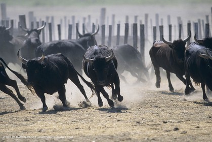 France, Provence, Camargue, Gardians de Camargue, métier, fêtes, élevage, tri