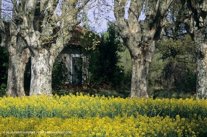 Alpilles (FRA,13), Champs de colza
