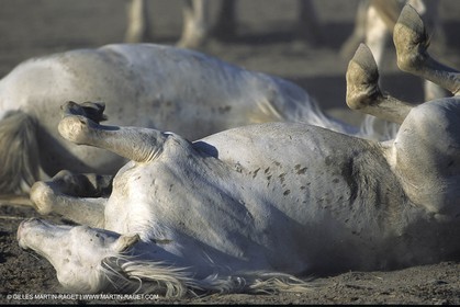 Chevaux de Camargue