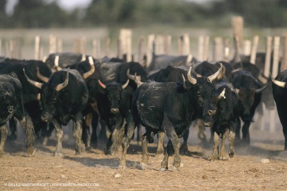 France, Provence, Camarggue, Taureaux de Camargue, bulls