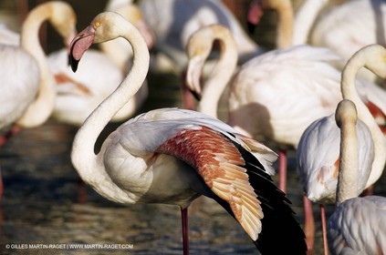 Camargue (FRA,13) - Flamants roses en Camargue