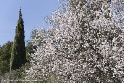 05 02 2008 - Arles (FRA, 13) - Paysages du Pays d'Arles