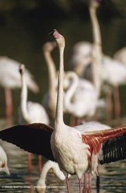 Camargue (FRA,13) - Flamingos in the Camargue