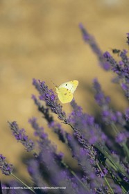 France, Provence, Lavender fields