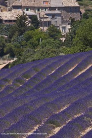 27 06 2011 - Entrevennes (FRA, 04) - Lavander fields