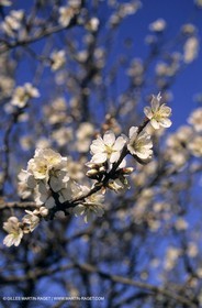 Luberon, Vaucluse (FRA,84) - Arbres fruitiers en fleur
