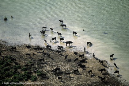 Bulls - Camargue