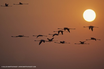 France, Provence, Camargue, Birds, Flamants, flamingos