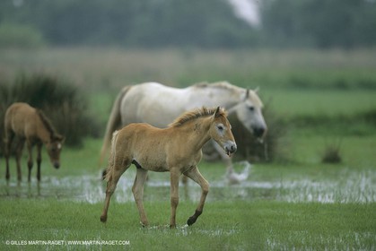 France, Provence, Camargue, chevaux   Horses