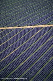 Lavander fields