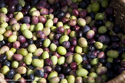 28 10 2007 - Saint Rémy de Provence (FRA, 13) - Cueillette des olives au Vallon Raget