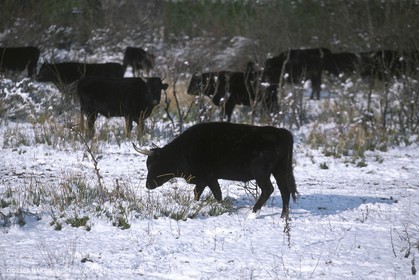 Bulls - Camargue