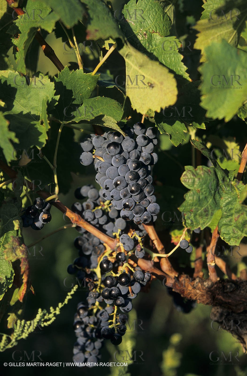 Paysages de Nîmes Métropole (FRA,30) -Costières