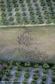 Alpilles and Montagnette hills, sheeps stock