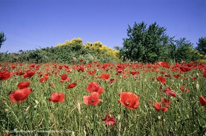 2000-2010- Les Alpilles (FRA,13) - Champs de coquelicots