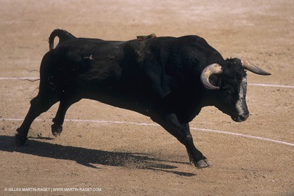 France, Provence, Traditions, Tauromachie, bull fights