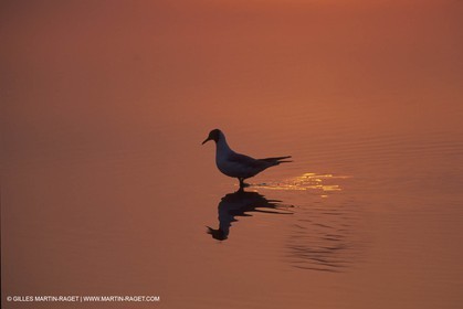 France, Provence, Camargue, Birds, Flamants, flamingos