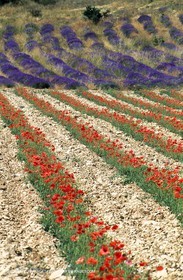 Lavender fields, popppies field