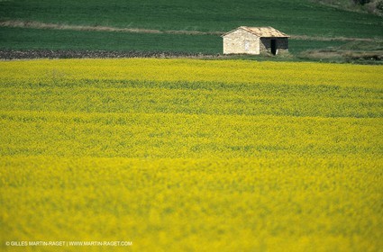 Alpilles (FRA,13), Champs de colza