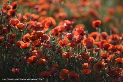 04 05 2008 - Saint Rémy de Provence (FRA, 13) - Paysages des Alpilles