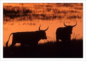 Camargue Sunset