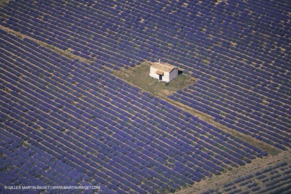 France, Provence, Lavender fields