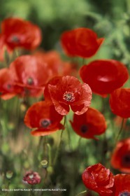 Coquelicots - Champs de Coquelicots