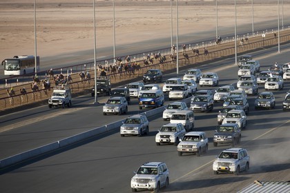 20 11 2010 - Dubai (EAU) - Courses de chameaux