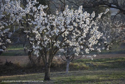 March 30th 2012 - Saint Saturnin les Apt (FRA, 84) - blooming cherry trees
