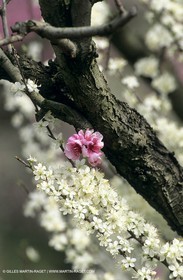 Luberon, Vaucluse (FRA,84) - Fruit trees blooming