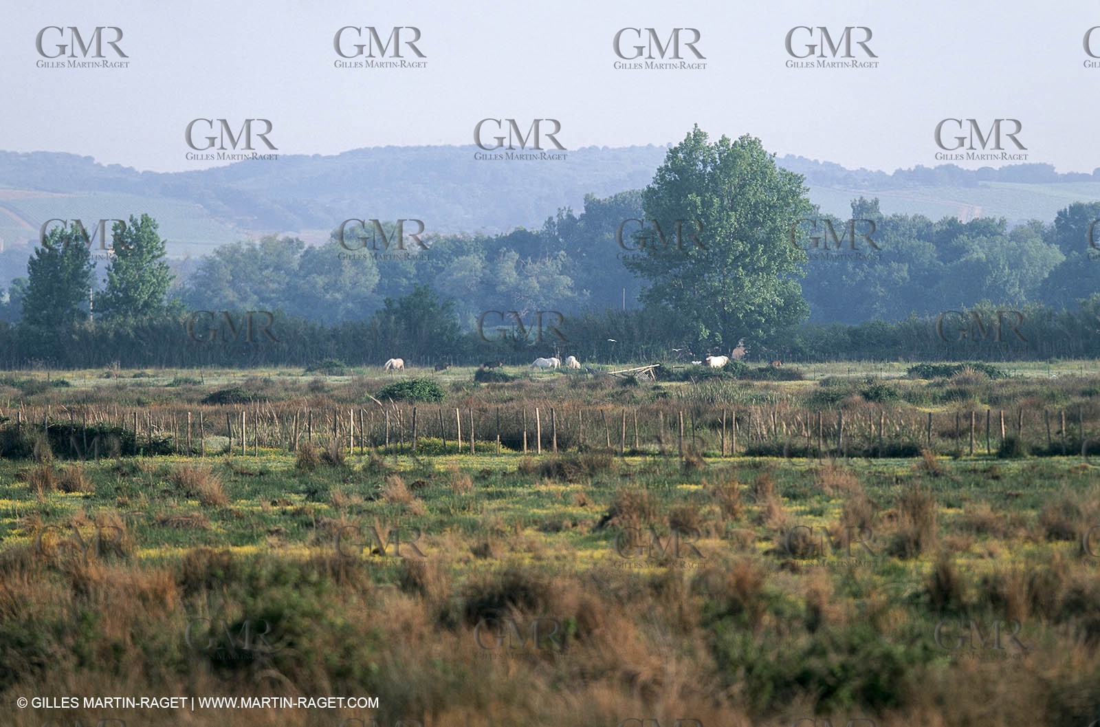 Camargue (FRA,13) - Little Camargue