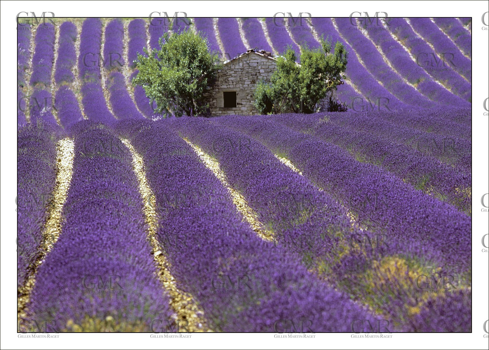 Lavander 5