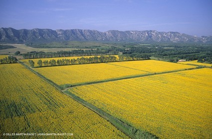 Alpilles (FRA,13) - Champs de tournesols
