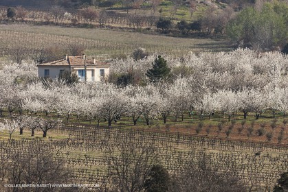March 30th 2012 - Saint Saturnin les Apt (FRA, 84) - blooming cherry trees