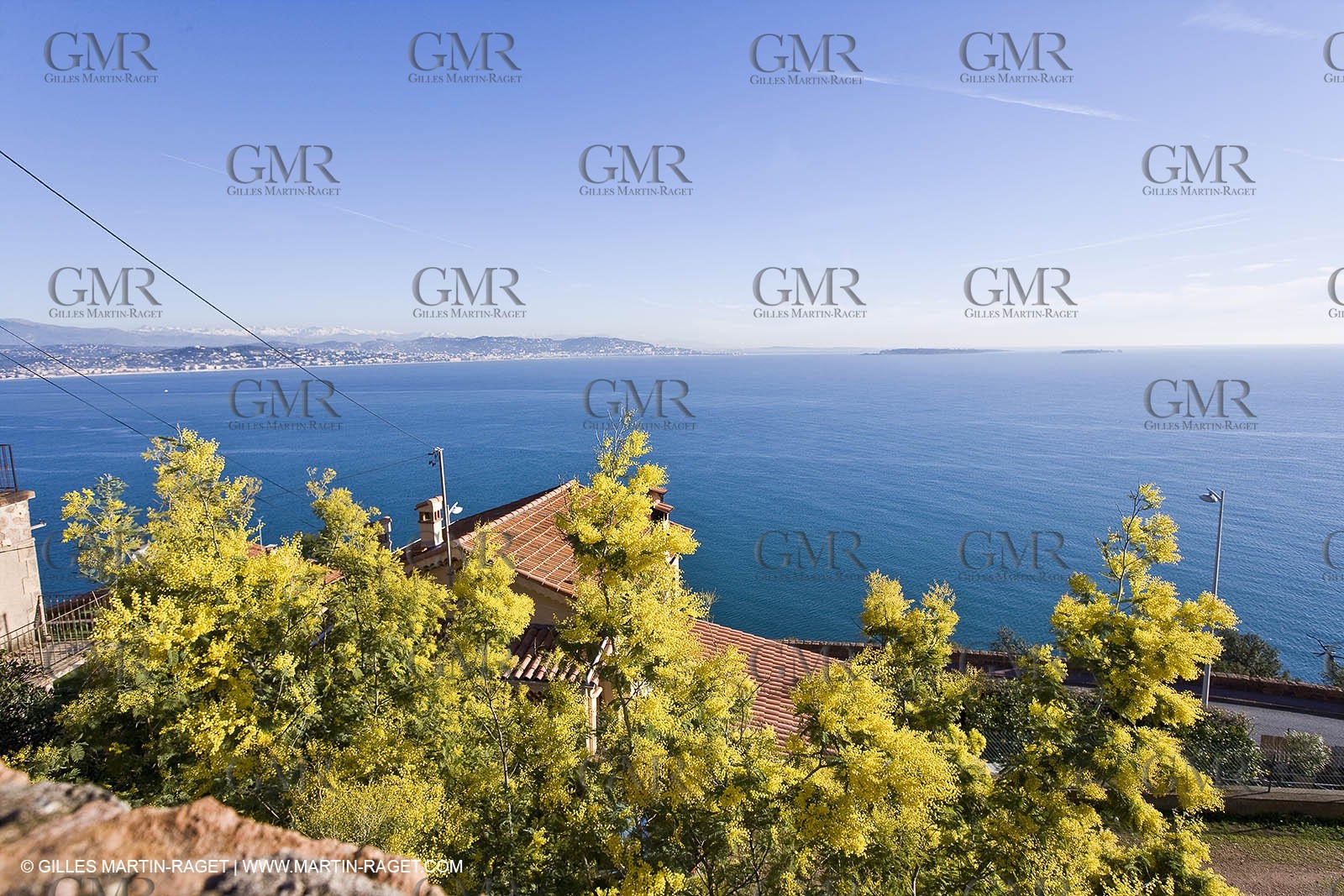 06 02 2008 - Théoule sur mer (FRA, 06) - Mimoses in full flower