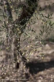France, Provence, Oliviers, oliveraies, olive trees