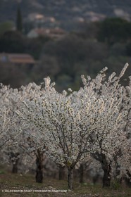 March 30th 2012 - Saint Saturnin les Apt (FRA, 84) - blooming cherry trees