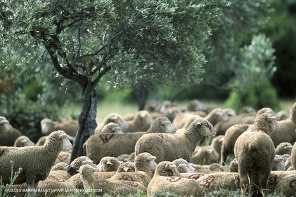 Saint Rémy de Provence (FRA,13) - Fête de la Transhumance