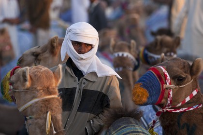 20 11 2010 - Dubai (UAE) - Camel races