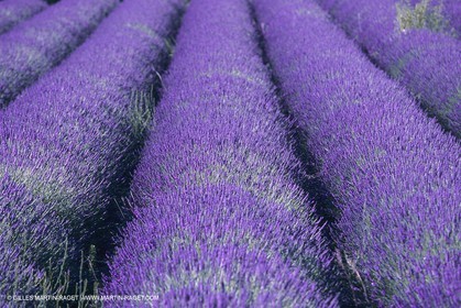 France, Provence, Higher Provence, Valensole Plateau, Lavender