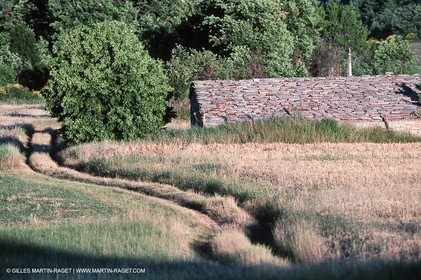 Hgher Provence - Lavender fields