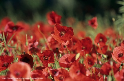 2000-2010- Les Alpilles (FRA,13) - Champs de coquelicots