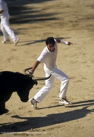 Gard, (FRA,30) - Camargue bull game