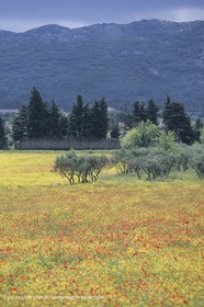 France, Provence, paysage des Alpilles, Alpilles landscapes