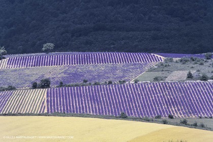 France, Provence, Lavender fields
