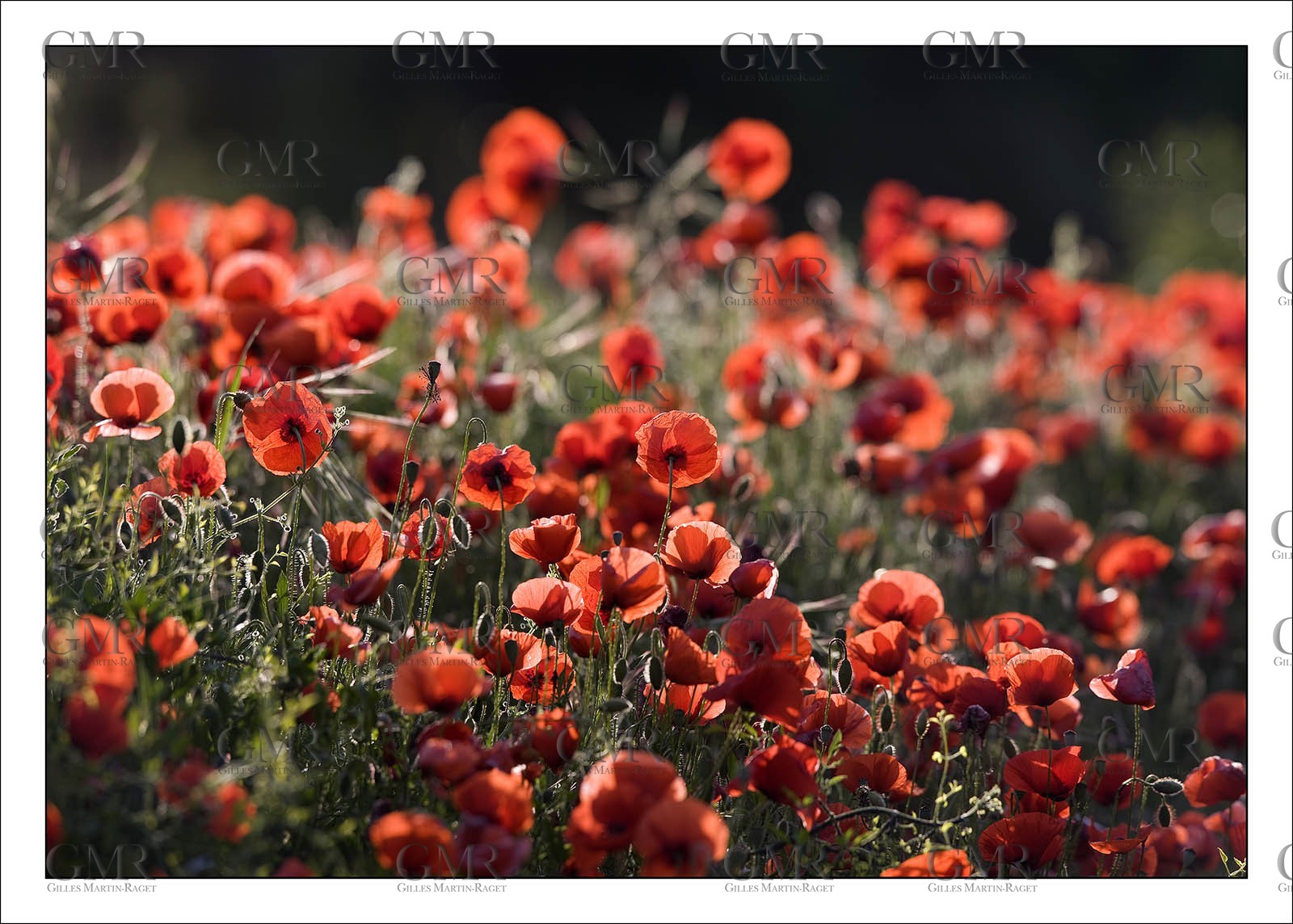 Poppies 4