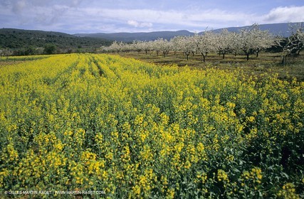 Alpilles (FRA,13), Rape fields