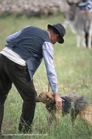 Saint Rémy de Provence (FRA,13) - Fête de la Transhumance