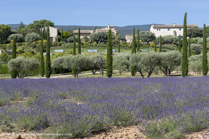 22 06 2018, Saint-Saturnin les Apts (FRA,84), Domaine des Andéols